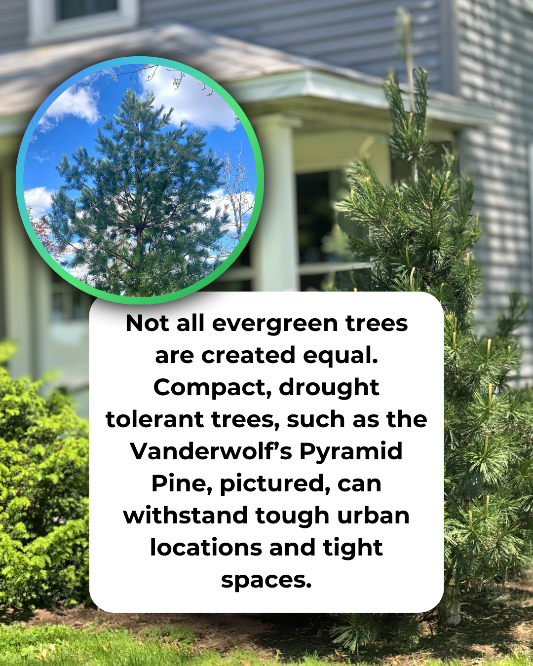 Vanderwolf's Pyramid Pine planted near the corner of a front porch with an inset of the top of a more mature Vanderwolf's Pyramid Pine